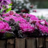 Kale Ornamental Brassica Oleracea Collard Winter Flowers, 30 Seeds, fire hot garden flowers E3575