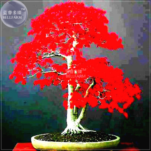 BELLFARM Japanese Red Maple Bonsai Tree Cheap Seeds, Professional Pack, 20 Seeds / Pack, Very Beautiful Indoor Home Tree NF924