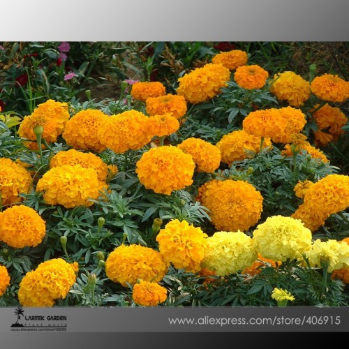 Mixed Chrysanthemum Seeds Perennial Flowering Rose Pink Orange Yellow Red Marigold Seeds Long Lasting Blooming Flowers 100 Seeds