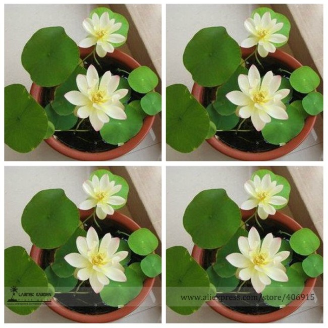 Heirloom Bonsai White Nelumbo Nucifera Lotus Seeds, Professional Pack, 1 Seed / Pack, E-Z to Grow Flower E3123