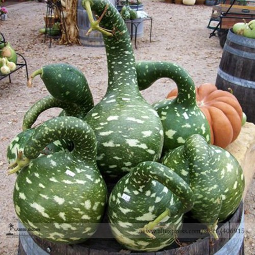 Heirloom Speckled Swan Gourd Lagenaria Siceraria Seeds, Professional Pack, 10 Seeds / Pack E3334