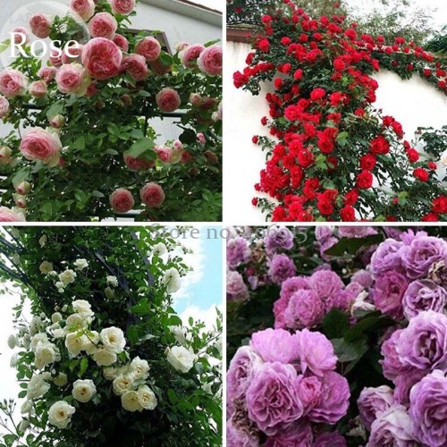 Mixed 4 Types of Climbing Rose Perennial Pink Red White Light Purple Flowers, 50 Seeds, fragrant climbing plants E3694
