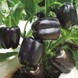 Heirloom Black Giant Sweet Bell Pepper Hybrid F1 Vegetables, 50 seeds, edible giant disease-resistant pepper E3591