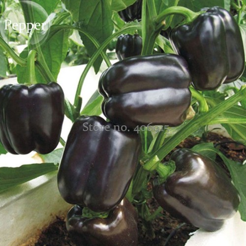 Heirloom Black Giant Sweet Bell Pepper Hybrid F1 Vegetables, 50 seeds, edible giant disease-resistant pepper E3591