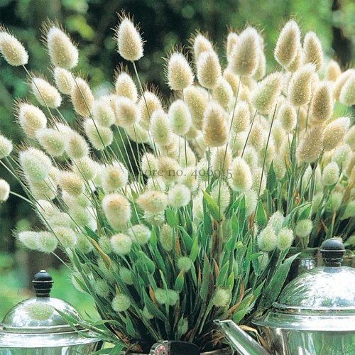 100% Genuine Lagurus Ovatus Bunny Hare's Tails Grass, 100 Seeds, heirloom rabbit ornamental grass E3540