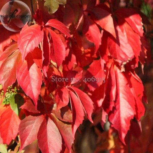 Parthenocissus Quinquefolia Virginia Creeper, 20 Seeds, brilliant autumn color E3956