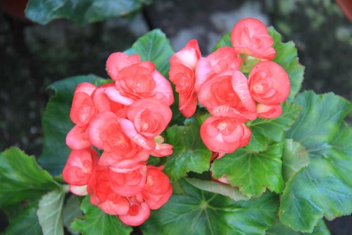 BELLFARM 35+ Mixed 9 Types of Begonia Flower Seeds, Professional Pack, perennial garden all seasons plant BD008H
