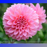 Heirloom Rare Different Types of Dahlia Flower Hybrid Seeds, Professional Pack, 50 Seeds / Pack, 100% True Varieties E3238