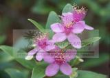 5 Packs, 50 Seeds / pack, Rhodomyrtus Tomentosa, Moaning Myrtle Seeds, Hill Gooseberry, Rose Myrtle Plant Seeds