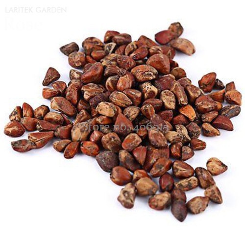 Black Baccara Rose Shrub, 50 seeds, home garden rrnamental bonsai plant E3908