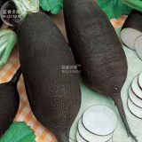 BELLFARM Radish Black Spanish Long Vegetable Seeds, 150 seeds, professional pack, organic vegetables