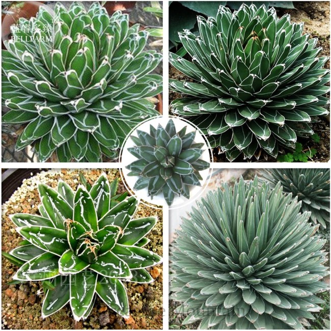 Agave Victoriae-reginae Seeds, Professional Pack, 5 Seeds, succulent flowering perennial plant Mexican Noa TS275T
