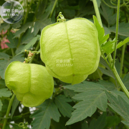 BELLFARM Heart-pea Candiospermum halicacabum Ornamental Vine Plant Seeds, 5 seeds, original pack, heart-seed interestional climb