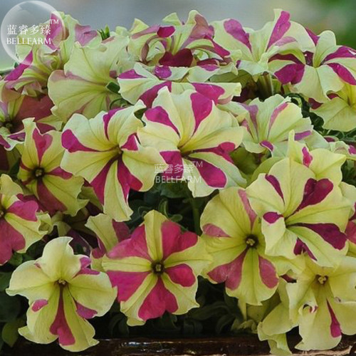 BELLFARM Petunia Sophistica Lime Bicolor Flower Seeds, 200 seeds, big blooms large grandiflora flowers