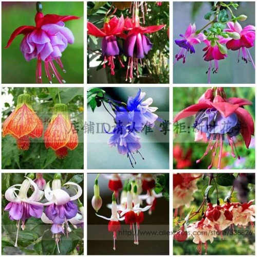 100 Fuchsia Seeds, Bonsai Hanging Flowers F.Alba Coccinnea DIY Planting Flowers NF880