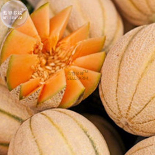 BELLFARM Rare Seeds Golden Honey Melon (Cucumis melo) 10 Seeds, 100% True  Honey melon Seeds E3483