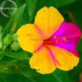 E3755 Heirloom Mix Four O'clock Marvel of Peru Flowers, 20 seeds, mirabilis jalapa ornamental flowers E3755