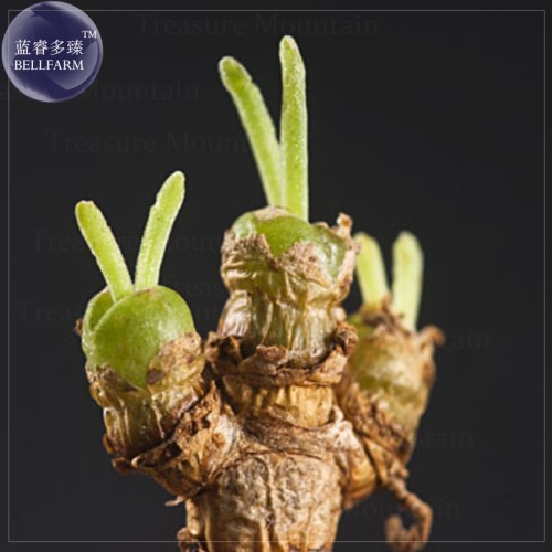 Monilaria obconica Seeds, 10 seeds, lovely green rabbit ears succulent bonsai plant seeds E4054
