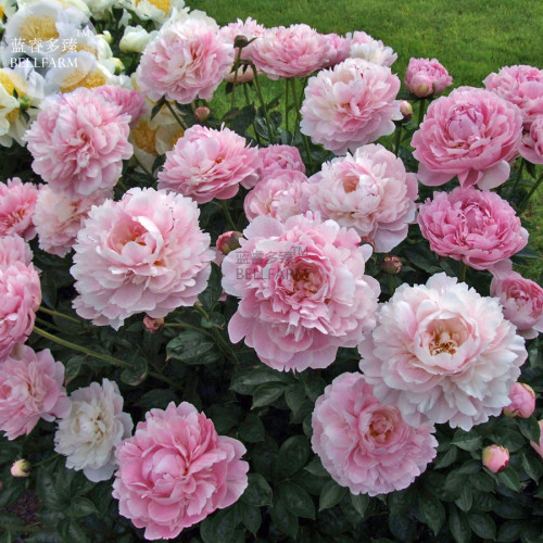 BELLFARM Peony Pink Combos Flower Seeds, 5 seeds, professional pack, well-adapted high germination home garden bonsai flowers