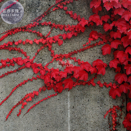 BELLFARM Heirloom Imported Red Ivy Climbing Plant Seeds, Professional Pack, 10 Seeds / Pack E3431