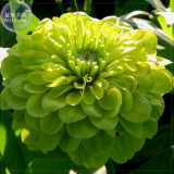 BELLFARM Green Zinnias 'Envy' Seeds, 20 seeds, Original pack, zinnia elegans double and semi-double blooms BD111H