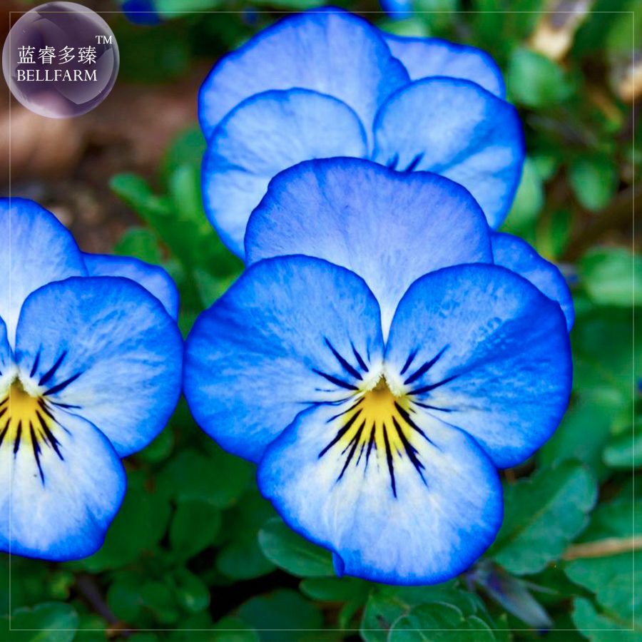 リピーター☘️ビオラ様30:30 US$ 0.72 - BELLFARM Pansy Viola Tricolor Seeds, 30 seeds