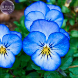BELLFARM Pansy Viola Tricolor Seeds, 30 seeds, Professional pack, large whitish blue petals yellow centre BD110H