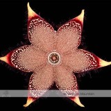 Edithcolea Grandis Succulent Carrion Flower Seeds approx 15 Seeds / Pack NF354