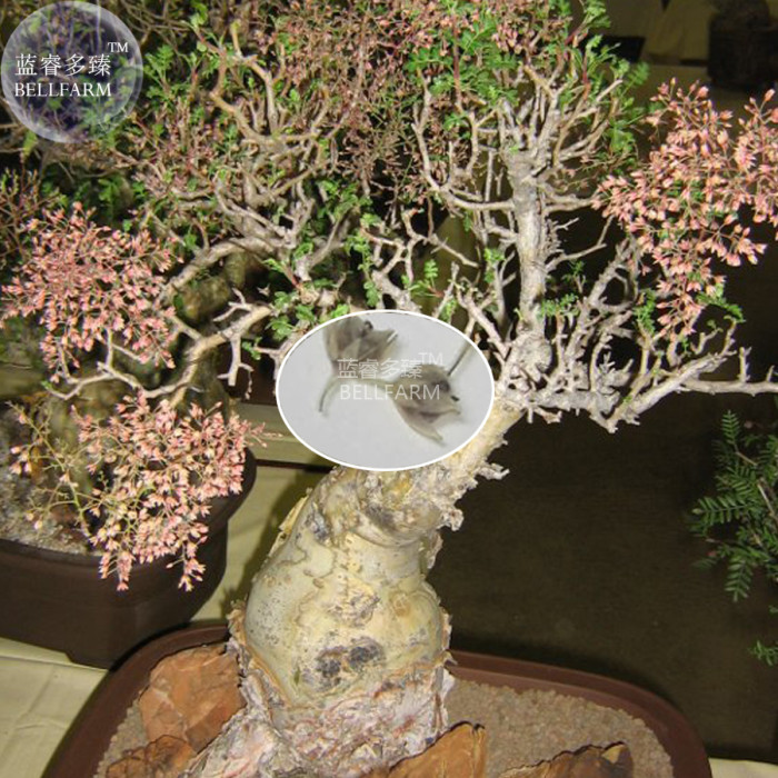 US$ 7.29 - BELLFARM Pachycormus discolor Elephant Tree Bonsai Seeds, 5  seeds, professional pack, torote blanco perennial tree - www.deargogo.com