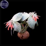 Sinningia (Rechsteineria) leucotricha seeds, 10 seeds, silver gray succulents with orange flowers seeds E4055