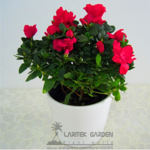 1 Professional Pack, 50 Seeds / Pack, Rare Azalea Hardy Red Rhododendron Seeds, Perennial Shrub Plants for Bonsai #A00105
