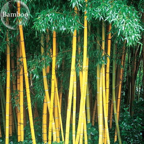 Phyllostachys Viridis 'Sulfurea' Yellwo Green Striped Bamboo, 30 seeds. ornamental garden plants E3827