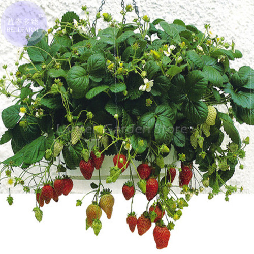 Temptation Strawberry Seeds, 100 Seeds, Professional Pack, red fruits white flowers E4084