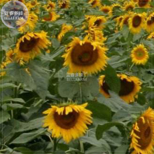BELLFARM Giant Sunflowers Seeds, 6 seeds, original pack, hybrid annual univalved single-headed flowers giant flower disk A297