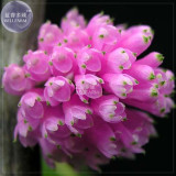 BELLFARM Orchid Rare Bonsai Mixed Perennial Flower Seeds, 100 seeds, professional pack, heirloom orchid open-pollinated plants