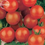 Heirloom Tiny Tim Dwarf Tomato Bonsai Fruits, 30 Seeds, a heavy yielder with clusters of fine flavored E3936