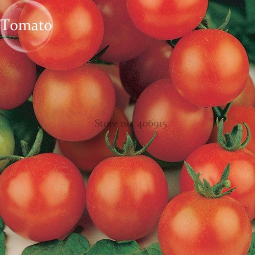 Heirloom Tiny Tim Dwarf Tomato Bonsai Fruits, 30 Seeds, a heavy yielder with clusters of fine flavored E3936