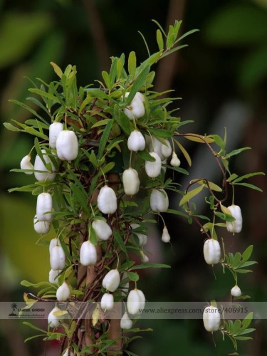 Rare White Apple-berry Vine Organic Seeds, Professional Pack, 10 Seeds / Pack, Billardiera Longiflora Edible Fruit E3177