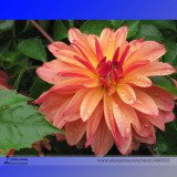 Heirloom Rare Different Types of Dahlia Flower Hybrid Seeds, Professional Pack, 50 Seeds / Pack, 100% True Varieties E3238