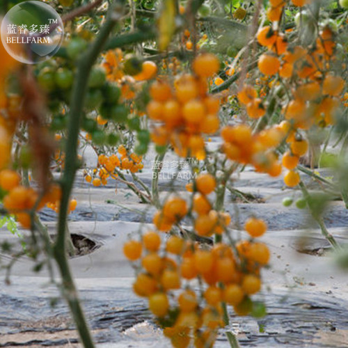 BELLFARM Cherry Tomato Mini Golden Round Fruit Seeds, 300 Seeds, very sweet organic garden indeterminate growth plant BD137H