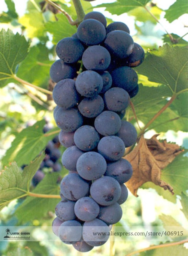Rare Black Orin Organic Sweet Grape Fruit Seeds, Professional Pack, 15 Seeds / Pack, Tasty Fragrant Juicy Grape E3094