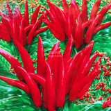 BELLFARM Fire Red Pod Pepper Hot Chilli Vegetable Seeds, 5 packs, 20 seeds/pack, tabasco red cluster pepper garden plants