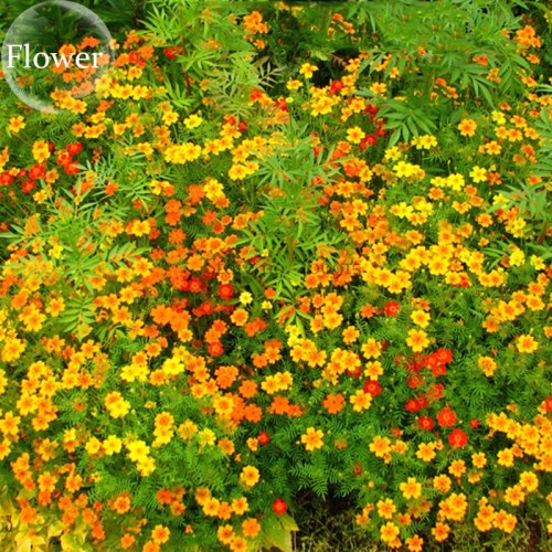 Tagetes tenuifolia Signet Marigold Gem Mixed, 100 seeds, herb flowers E3934