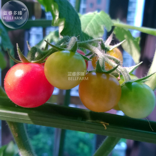 BELLFARM Rainbow Tomato Truss Cherry fruit Seeds, 20 Seeds, professional pack, organic tasty sweet garden tomato BD141H