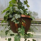 BELLFARM Heirloom Mouse Melon Sandiita Cucamelon Melothria Scabra Seed Tasty Juicy Interesting
