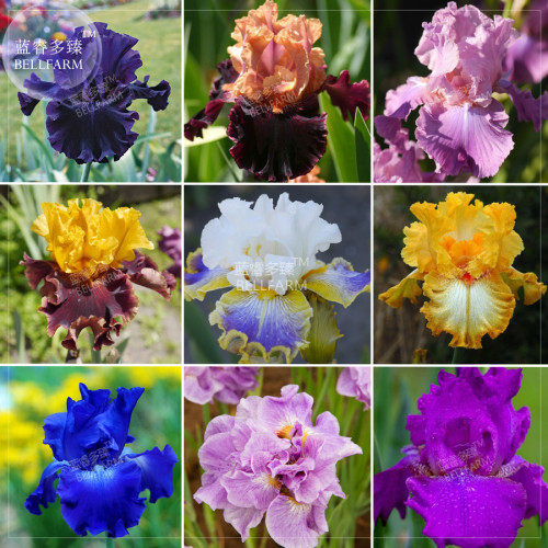 BELLFARM Iris Sibirica Mixed 9 Colors Perennial Flower Seeds, 20 seeds, black purple blue yellow white yellow colorful