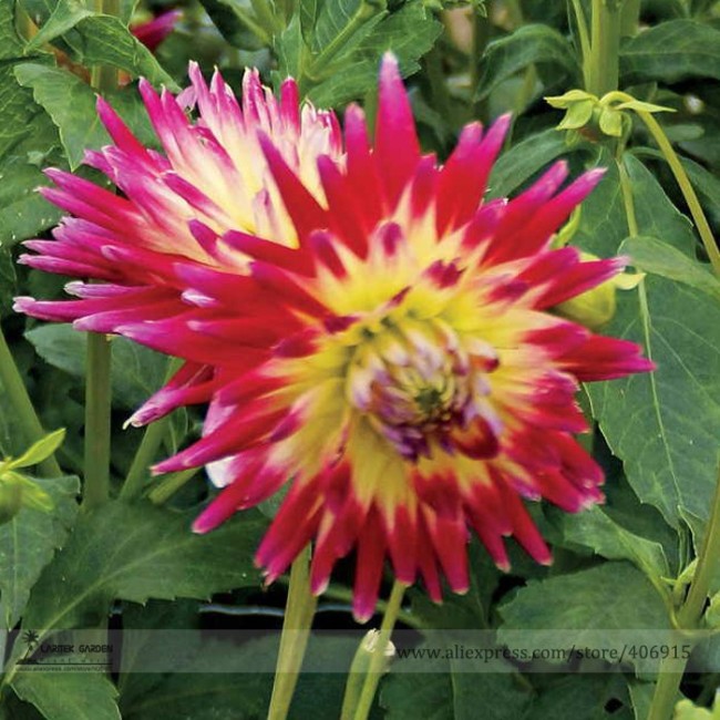 Rare 'Tahiti Sunrise' Red Yellow Dahlia Flower Seeds, Professional Pack, 20 Seeds / Pack, Light Fragrant Flowers E3233