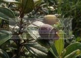 5 Packs, 50 Seeds / pack, Rhodomyrtus Tomentosa, Moaning Myrtle Seeds, Hill Gooseberry, Rose Myrtle Plant Seeds