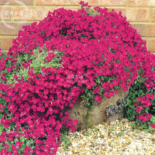 BELLFARM Aubrieta Red Cascade Perennial Flower Seeds, 100 seeds, professional pack, ground-cover cascading plant