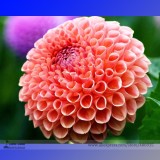 Heirloom Rare Different Types of Dahlia Flower Hybrid Seeds, Professional Pack, 50 Seeds / Pack, 100% True Varieties E3238